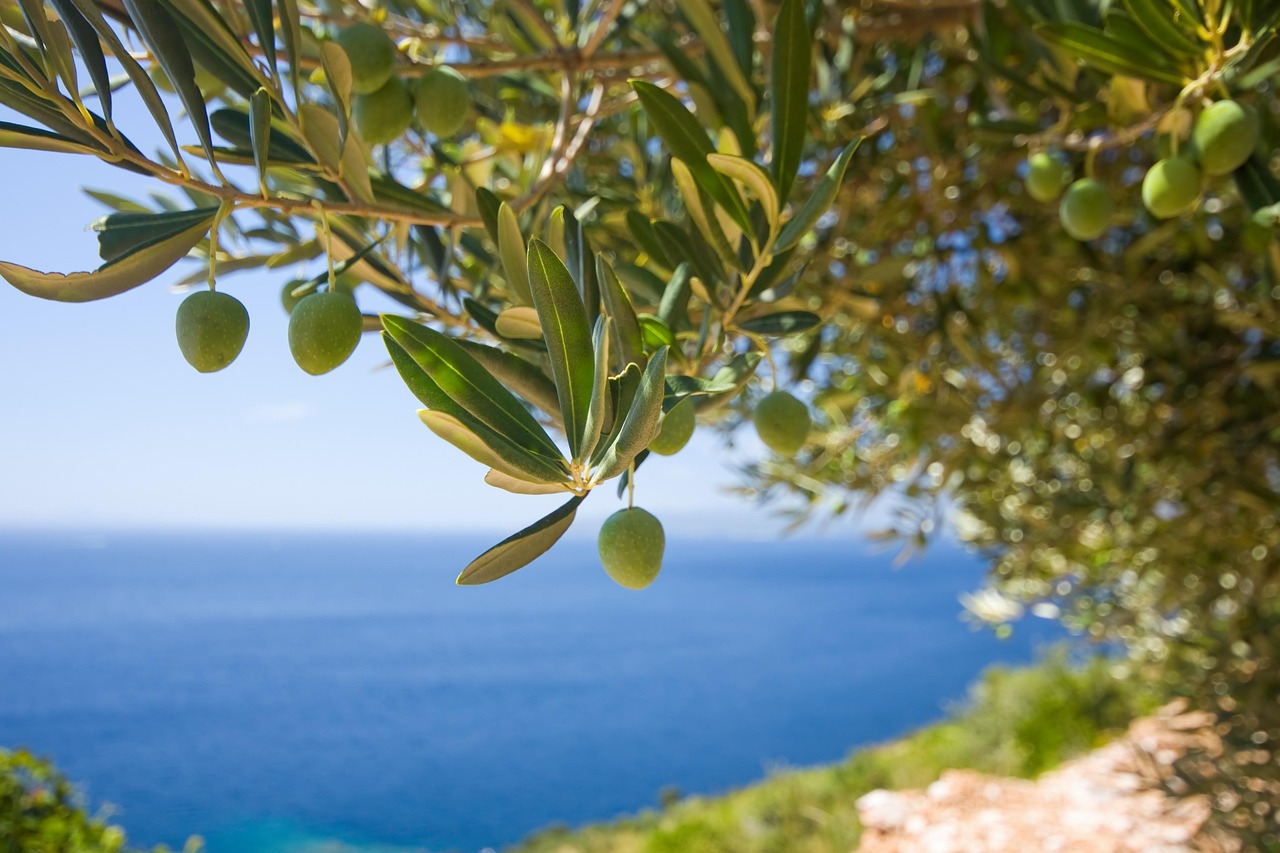 tree, olive, nature, the olives